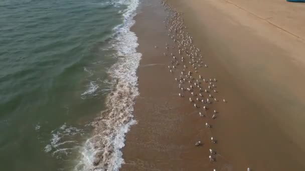 Stado Białych Małych Ptaków Wybrzeżu Piasku Widok Fron Top Dron — Wideo stockowe