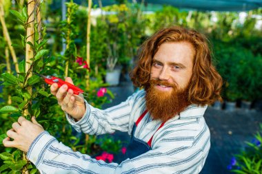 Önlüklü kızıl saçlı genç adam bahçedeki çalıları ya da fidanlığı kesti..