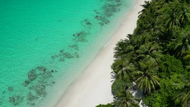 모래로 뒤덮인 백색광의 몰디브 정상에 정찰기는 해변을 바라본다 — 비디오
