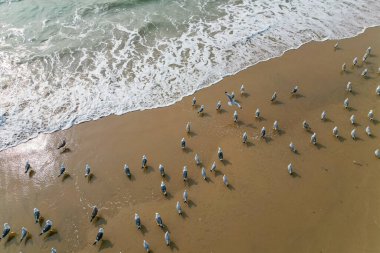 Kum manzaralı deniz kıyısındaki beyaz kuş sürüsü Goa 'nın en tepedeki insansız hava aracı..