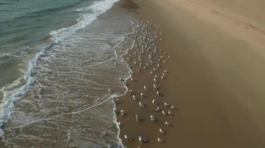 Kum manzaralı deniz kıyısındaki beyaz kuş sürüsü Goa 'nın en tepedeki insansız hava aracı..