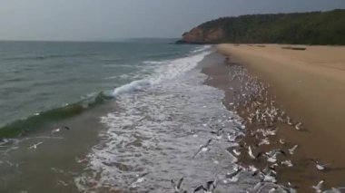 Kum manzaralı deniz kıyısındaki beyaz kuş sürüsü Goa 'nın en tepedeki insansız hava aracı..