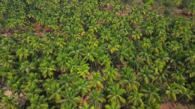 Güneş ışığı altında yeşil palmiye ağaçları olan tropikal sahilde hava manzaralı Drone manzaralı..