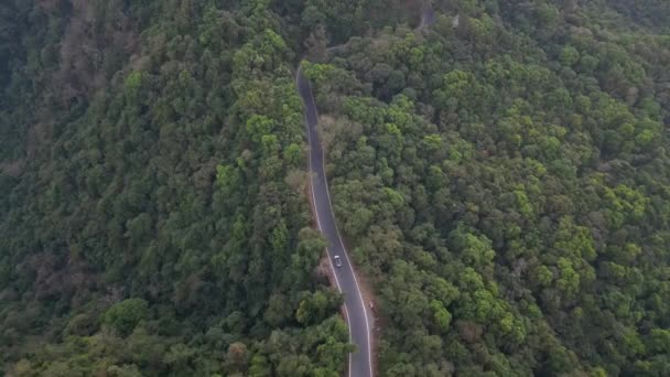 Vista Aérea Camino Palmeras Bosque Tropical Alrededor — Vídeos de Stock