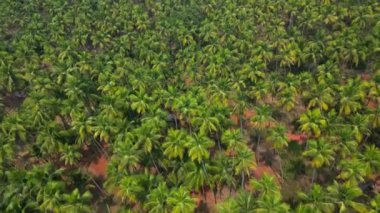 Güneş ışığı altında yeşil palmiye ağaçları olan tropikal sahilde hava manzaralı Drone manzaralı..