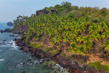 Goa 'da güneş ışığı altında yeşil palmiye ağaçlarıyla tropikal plajda hava manzarası.