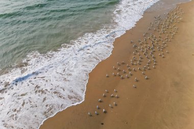 Kum manzaralı deniz kıyısındaki beyaz kuş sürüsü Goa 'nın en tepedeki insansız hava aracı..