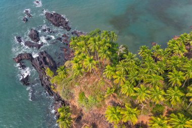 Goa 'da güneş ışığı altında yeşil palmiye ağaçlarıyla tropikal plajda hava manzarası.