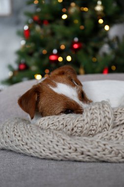 Tel saçlı Jack Russell Terrier köpek yavrusu çocuk konsepti için Noel hediyesi. Süslü tatil ağacının yanında pürüzlü bir köpek yavrusu, şenlikli bokeh ışıkları. Kapat, kopyala alanı, rahat iç arkaplan.