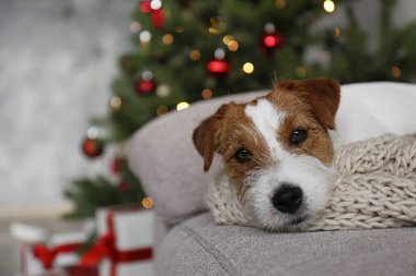 Tel saçlı Jack Russell Terrier köpek yavrusu çocuk konsepti için Noel hediyesi. Süslü tatil ağacının yanında pürüzlü bir köpek yavrusu, şenlikli bokeh ışıkları. Kapat, kopyala alanı, rahat iç arkaplan.