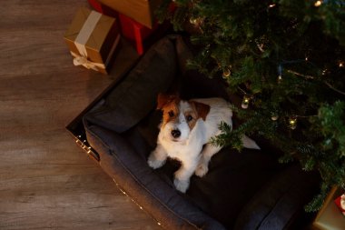 Tel saçlı Jack Russell Terrier köpek yavrusu çocuk konsepti için Noel hediyesi. Süslü tatil ağacının altında kırılmış yavru köpek. Kapat, kopyala alanı, rahat iç arkaplan.