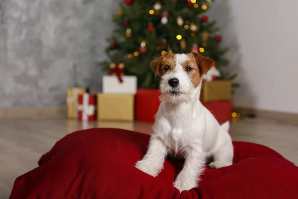 Wire Haired Jack Russell Terrier Puppy Christmas Present Children Concept — Stock Photo, Image