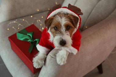 Sevimli tel saçlı Jack Russell Terrier köpek yavrusu boynuzlu bir Noel geyiği kostümü giyiyor. Parti elbisesi içinde hediye kutusunun yanında oturan en şirin kaba yavru. Kapat, kopyala boşluk, arkaplan.