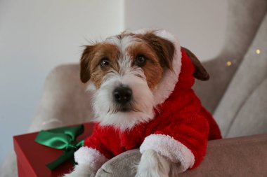 Sevimli tel saçlı Jack Russell Terrier köpek yavrusu boynuzlu bir Noel geyiği kostümü giyiyor. Parti elbisesi içinde hediye kutusunun yanında oturan en şirin kaba yavru. Kapat, kopyala boşluk, arkaplan.