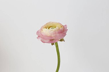 Macro shot of of a single beautiful bicolored ranunculus. Visible petal structure. Bright patterns of one flower bud. Top view, close up, background, copy space, cropped image.