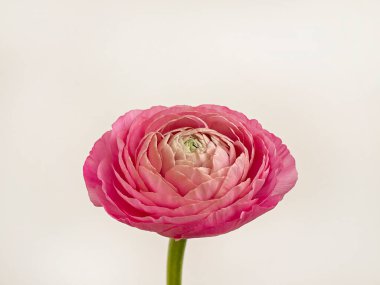 Macro shot of a single beautiful buttercup. Visible petal structure. Bright patterns of one flower bud. Top view, close up, background, copy space.