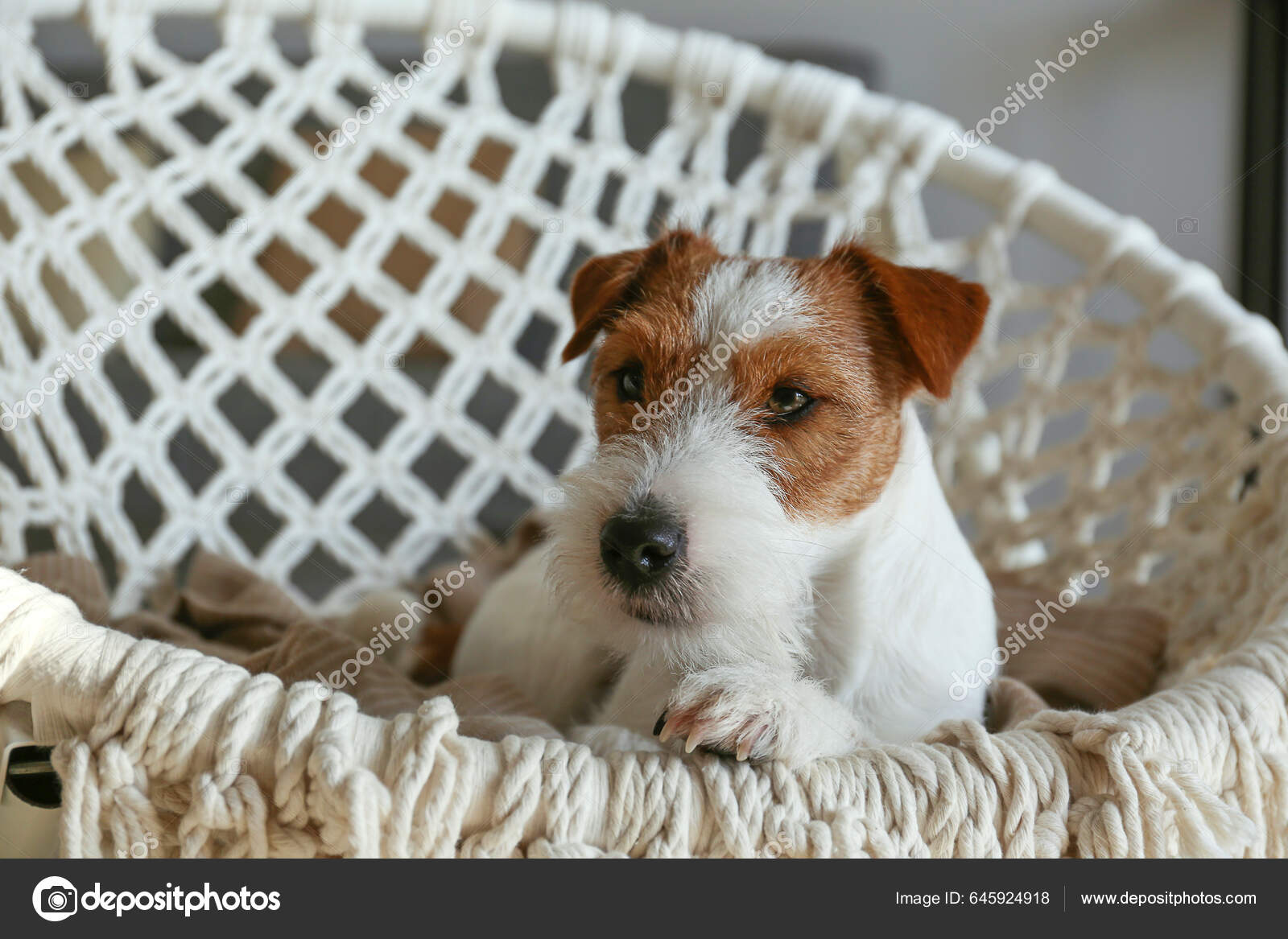 Wire haired russell clearance terrier