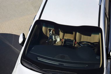 Tel saçlı Jack Russel teriyer köpeği bej deri koltuklu arabada sahibini bekliyor. Kapat, kopyala boşluk, arkaplan.