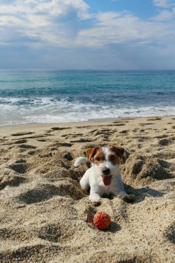 Komik görünümlü Jack Russell Terrier köpeği sahilde lastik topla oynuyor. Deniz kenarında çiğneme oyuncağıyla kaplanmış sevimli kırık köpek. Boşluğu kopyala, arkaplan.