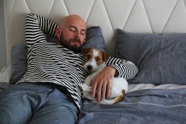 Tel saçlı Jack Russell Terrier ile yatakta yatan sakallı bir adamın portresi. Duygusal destek hayvan konsepti. Yetişkin erkek ve köpeği birlikte kestiriyorlar. Kapat, kopyala boşluk, arkaplan.