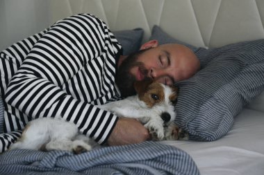 Tel saçlı Jack Russell Terrier ile yatakta uyuyan sakallı bir adamın portresi. Duygusal destek hayvan konsepti. Yetişkin erkek ve köpeği birlikte kestiriyorlar. Kapat, kopyala boşluk, arkaplan.