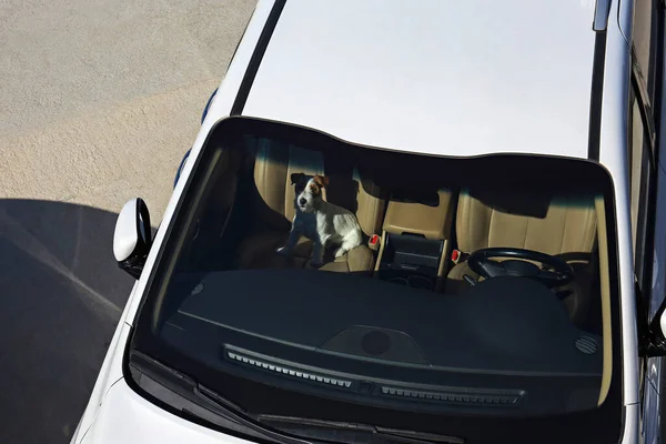 Trådhårig Jack Russel Terrier Valp Ensam Inne Bilen Med Beige — Stockfoto
