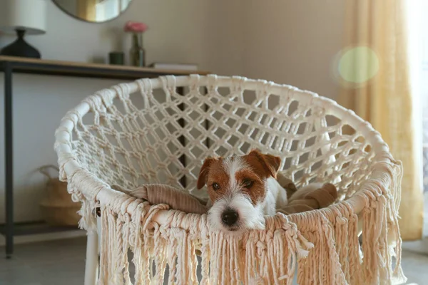 Śpiący Druciany Szczeniak Jacka Russella Terriera Leżący Linowym Krześle Papasanowym — Zdjęcie stockowe