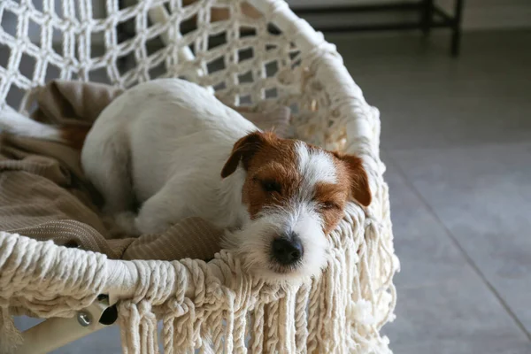 Sleepy Wire Haired Jack Russell Terrier Puppy Lying Rope Papasan — Stock Photo, Image