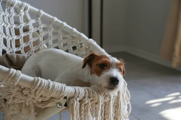 睡熟了的铁丝头发的杰克鲁塞尔幼犬躺在绳子的长椅上 在家里 一只粗糙的小狗躺在编织的扶手椅上睡着了 复制空间 — 图库照片
