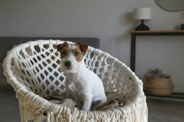 年轻的钢丝毛杰克鲁塞尔猎犬坐在绳子木瓜椅子上 家中的小毛茸茸的小狗躺在编织的扶手椅上 复制空间 — 图库照片