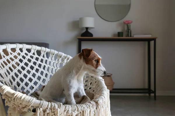 Młody Owłosiony Jack Russell Terrier Siedzący Fotelu Papasanowym Mały Chropowaty — Zdjęcie stockowe