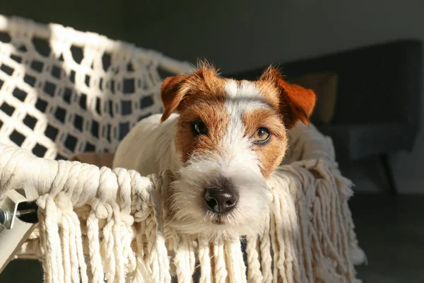 年轻的铁丝毛杰克鲁塞尔猎犬沐浴在阳光下的绳子木瓜椅子上 家中的小毛茸茸的小狗躺在编织的扶手椅上 复制空间 — 图库照片