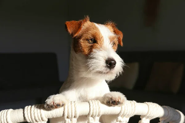Curious Wire Haired Jack Russell Terrier Basking Sunlight Rope Chair — Stock Photo, Image