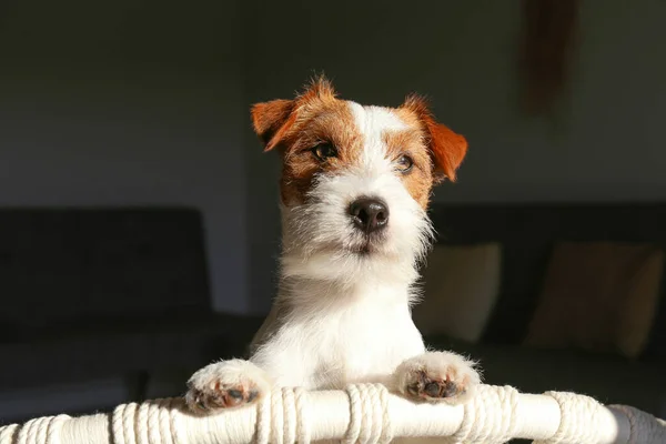 Curious wire haired jack russell terrier basking in the sunlight on a rope chair. Small rough coated doggy on a weaved armchair at home. Close up, copy space, background.