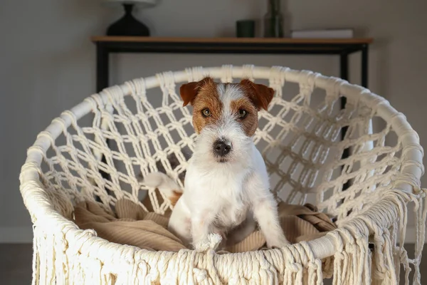 stock image Young wire haired jack russell terrier sitting in the rope papasan chair. Small rough coated doggy on weaved armchair at home. Close up, copy space, background