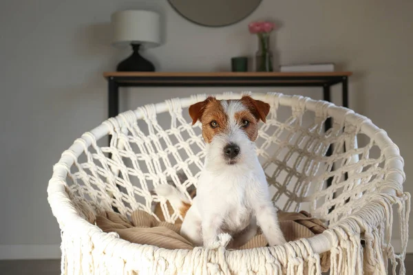 年轻的钢丝毛杰克鲁塞尔猎犬坐在绳子木瓜椅子上 家中的小毛茸茸的小狗躺在编织的扶手椅上 复制空间 — 图库照片