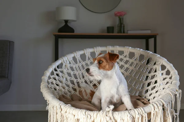 Joven Gato Pelo Cabelludo Russell Terrier Sentado Silla Cuerda Papasan — Foto de Stock