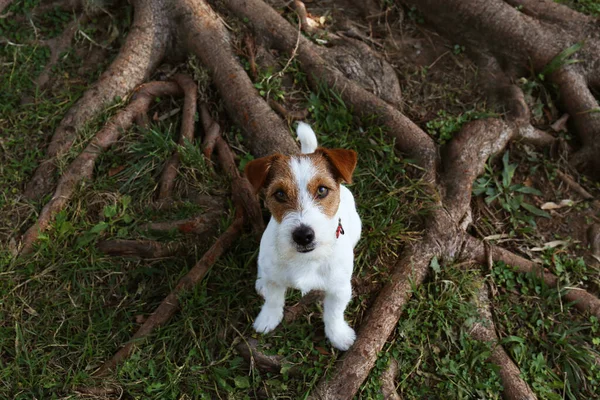 Leuke Rauwe Jack Russel Terriër Puppy Zittend Het Gras Het — Stockfoto