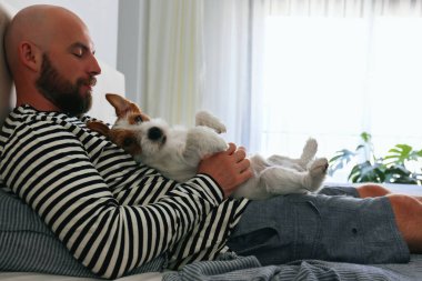 Tel saçlı Jack Russell Terrier ile yatakta yatan sakallı bir adamın portresi. Duygusal destek hayvan konsepti. Yetişkin erkek ve köpeği birlikte kestiriyorlar. Kapat, kopyala boşluk, arkaplan.