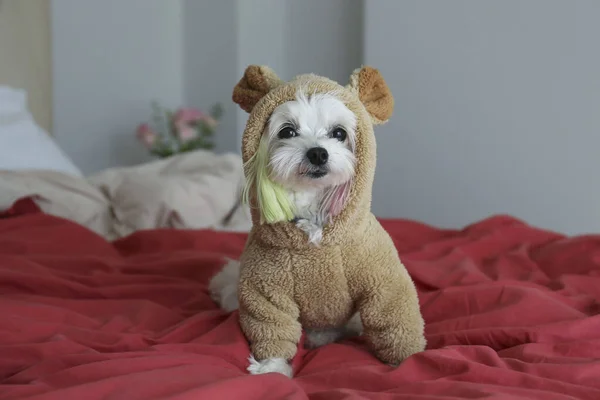 Zabawnie Wyglądający Maltański Pies Kolorowymi Uszami Ubrany Puszysty Kostium Niedźwiedzia — Zdjęcie stockowe