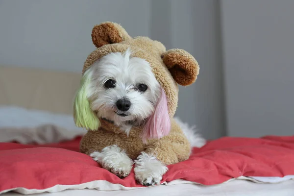 Funny looking maltese dog with colorful ears wearing a fuzzy bear costume sitting in the bed alone and looking at the camera. Close up, copy space, background.