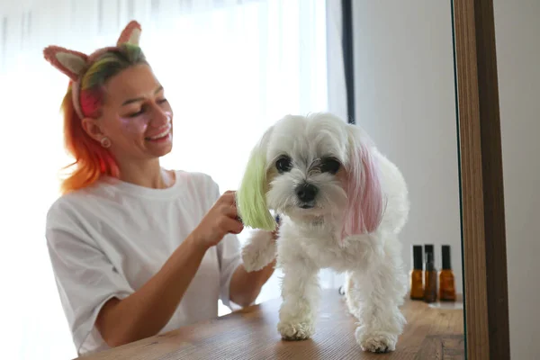 Saçları Çok Renkli Göz Bantları Altında Köpeğini Evde Tarayan Genç — Stok fotoğraf