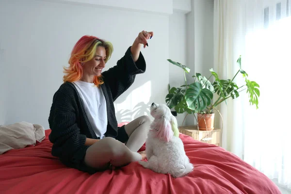 Jeune Femme Aux Cheveux Multicolores Jouant Avec Son Chien Maltais — Photo