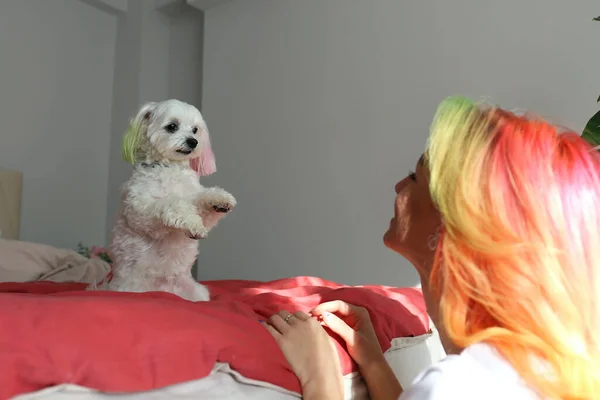 Çok Renkli Saçlı Genç Bir Kadın Köpeğine Güzel Oturmayı Öğretiyor — Stok fotoğraf