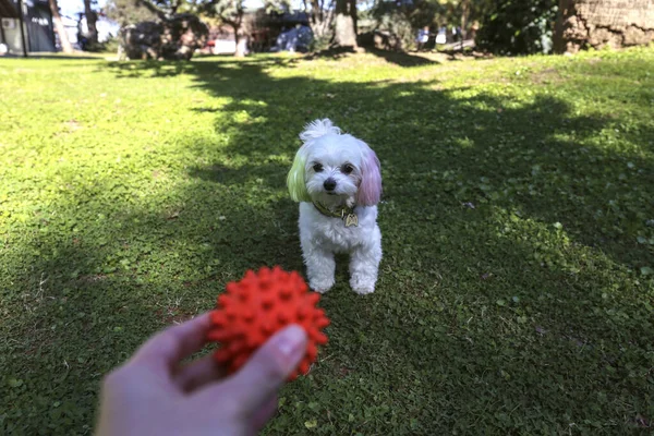 stock image POV of a young woman playing fetch in the park with here cute maltese dog. Young woman throwing a orange rubber ball to her pup on the green lawn. Close up, copy space, background.