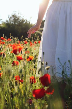 Çevre dostu bir çiçek çiftliğinde kırmızı gelincik tarlasının ortasında beyaz pamuklu elbise giyen genç bir kadın. Kapat, boşluğu kopyala, arkaplanda dağlar.