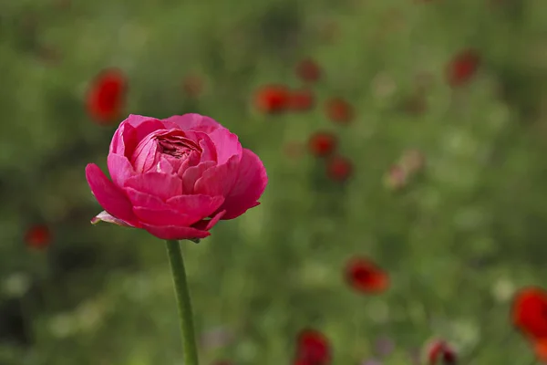 Zbliżenie Strzał Piękny Kwitnący Różowy Ranunculus Pączek Polu Perska Farma — Zdjęcie stockowe