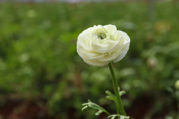 Tarlada Çiçek Açan Güzel Bir Beyaz Ranunculus Tomurcuğunun Yakın Çekimi — Stok fotoğraf