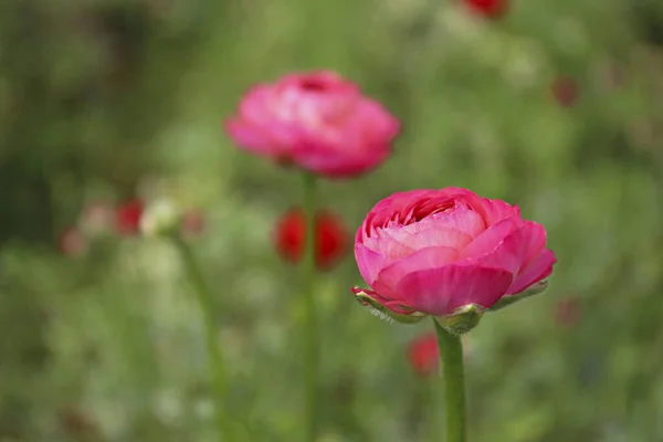 Close Van Een Prachtige Bloeiende Roze Ranunculus Knop Het Veld — Stockfoto