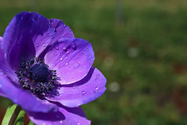 Makro Ujęcie Pięknego Pączka Poranną Rosą Płatkach Pojedynczy Kwiat Jaskry — Zdjęcie stockowe